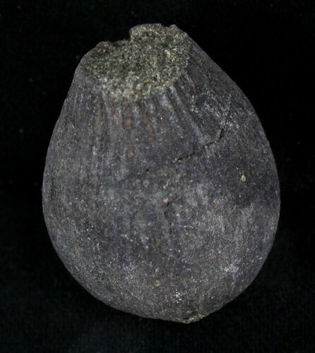 Cretaceous Palm Fruit Fossil - Hell Creek Formation #22756